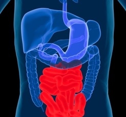 3.1 Digestive System - Cells and Systems